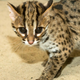 Illustration for article titled ZOMG BABY LEOPARD CATS!!!
